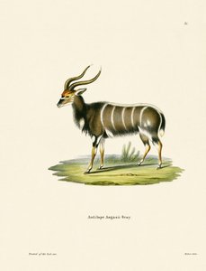 Nyala od German School