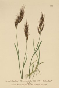 Ovesná tráva (Avena Scheuchzeri, Avena versicolor, Avena alpina) od German School