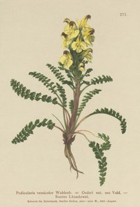 Všivec Oederův (Pedicularis versicolor, Pedicularis Oederi) od German School