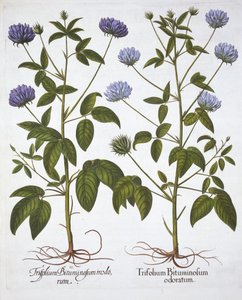 Jednokvěté jetele, od Hortus Eystettensis, Basil Besler (1561-1629), hospoda. 1613 (ručně kolorovaná rytina) od German School