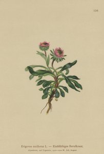Jednokvítek pcháč (Erigeron uniflorus) od German School