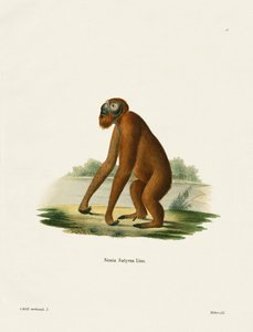 Orang-Outang (barevná rytina) od German School