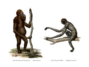 Orang-Outang, 1860 od German School