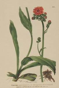 Jestřábník oranžový (Hieracium aurantiacum, Hieracium brunneocroceum, Pilosella aurantiaca) od German School