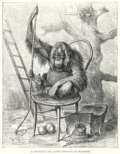 Orangutan v Zoo Frankfurt, Německo (litho) od German School