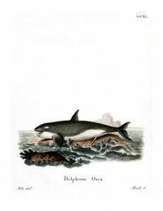 Orca (barevná rytina) od German School
