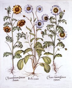 Oxe Eye Daisy a Crown Daisy, od Hortus Eystettensis, Basil Besler (1561-1629), hospoda. 1613 (ručně kolorovaná rytina) od German School