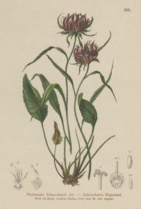 Oxford Rampion (Phyteuma Scheuchzeri) od German School
