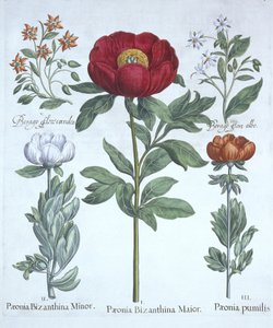 Paeonies and Brutnák lékařský, z Hortus Eystettensis, od Basila Beslera (1561-1629), pub. 1613 (ručně kolorovaná rytina) od German School