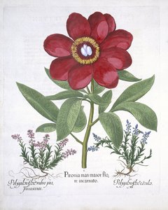 Paeony a dva Polygalony, od Hortus Eystettensis, od Basila Beslera (1561-1629) hospoda. 1613 (ručně kolorovaná rytina) od German School
