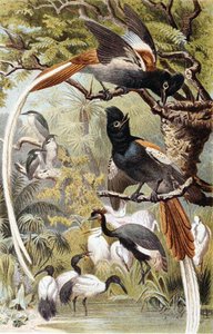 Paradise Flycatchers, deska z "Brehms Tierleben: Allgemeine Kunde des Tierreichs", sv. 4, str. 516, vydal Bibliographisches Institut od German School