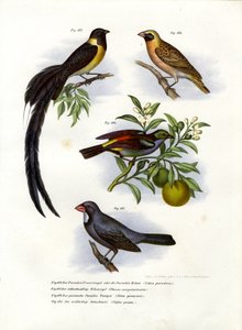 Ráj Whydah, 1864 od German School
