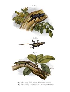 Broskvový anole (barva litho) od German School