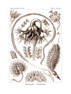 Pennatulida, 1899-1904 od German School