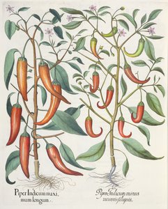 Papriky: 1.Piper Indicum longum; 2.Piper Indicum minus recurvis filiquis, z Hortus Eystettensis od Basila Beslera (1561-1629), pub. 1613 od German School