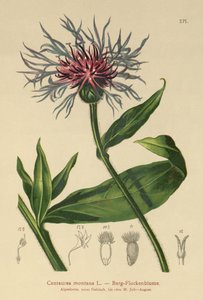 Chrpa vytrvalá (Centaurea montana) od German School