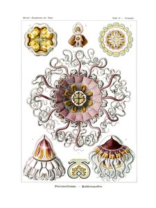 Peromedusae, 1899-1904 od German School
