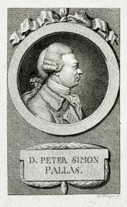 Petr Šimon Pallas. (1741 – 1811) (Čárová rytina) od German School