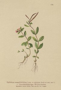 Vrbovka vrbovka (Epilobium anagallidifolium, Epilobium alpinum) od German School