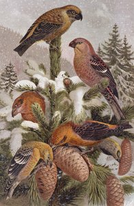 Pine Grosbeak and Crossbill, deska z Brehms Tierleben: Allgemeine Kunde des Tierreichs, sv. 314, vydal Bibliographisches Institut, 1891 od German School