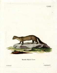 Pine Marten (barevná rytina) od German School