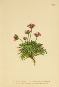 Pink Rock Jasmine (Androsace carnea) od German School