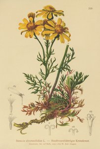 Starček zpeřený (Senecio abrotanifolius, Jacobaea abrotanifolia) od German School