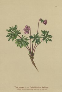 Zpeřená fialka (Viola pinnata) od German School