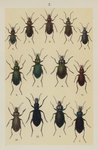 Talíř z The Young Beetle-Collector
