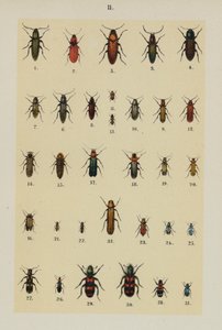 Talíř z The Young Beetle-Collector