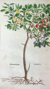 Švestka, botanická deska z Herbáře od Leonharta Fuchse (1501-66), vydaného v Basileji, 1543 od German School