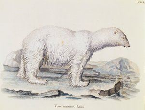 Lední medvěd (Ursus maritimus), ze Savců ilustrovaných z přírody s popisy, Johann Christian Daniel von Schreber (1739-1810), rytina IC Bock podle kresby Marechala, svazek 3, tabulka 141, Německo od German School