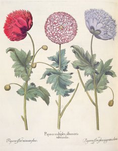 Vlčí máky: 1. Vlčí mák je komplex máků s červenou slupkou; 2. Mák, plný květu miniato; 3.Papaverový květ plný barev, z Hortus Eystettensis od Basila Beslera (1561-1629), hospoda. 1613