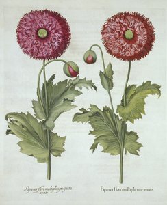 Máky, od Hortus Eystettensis, od Basila Beslera (1561-1629) hospoda. 1613 od German School
