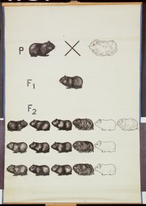 Plakát demonstrující Mendelsův zákon na morčatech od German School
