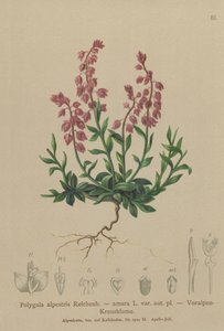 Mléko předalpské (Polygala alpestris, Polygala amara var. aut. pl., Polygala brachyptera) od German School