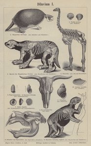 Prehistorická zvířata (rytina) od German School