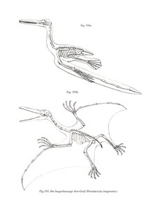 Pterodaktyl (barevné lito) od German School