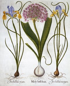 Purple Sensation a španělské kosatce, od Hortus Eystettensis, Basil Besler (1561-1629), hospoda. 1613 (ručně kolorovaná rytina) od German School