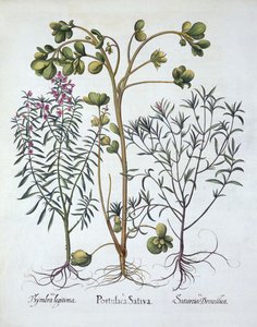 Purslane, Summer Savory and Winter Savory, from Hortus Eystettensis, Basil Besler (1561-1629), pub. 1613 (ručně kolorovaná rytina) od German School
