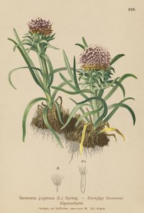 Pygmy Saussurea (Saussurea pygmaea) od German School