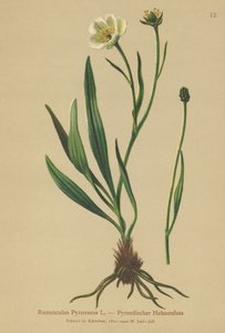 Vranovník pyrenejský (Ranunculus Pyrenaeus) od German School