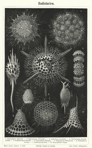 Radiolaria (rytina) od German School