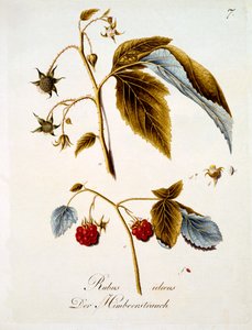 Malina, ilustrace z knihy německých divokých květin od Johanna Daniela von Reittera, vydaná kolem roku 1803-5