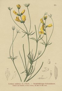 metlička paprsčitá (Cytisus radiatus, Cytisanthus radiatus, Genista radiata) od German School