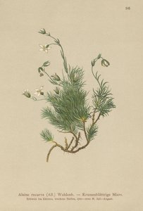 Sandwort znovu zakřivený (Alsine recurva, Minuartia recurva) od German School