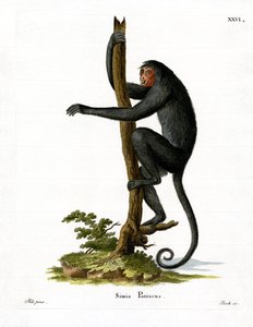 Spider Monkey červenolící (barevná rytina) od German School
