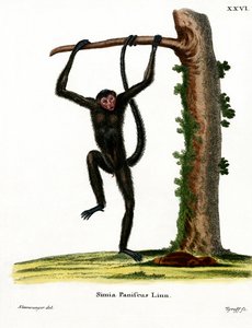 Spider Monkey červenolící (barevná rytina) od German School