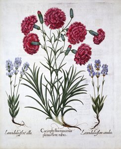 Červený karafiát a levandule, od Hortus Eystettensis, Basil Besler (1561-1629), hospoda. 1613 (ručně kolorovaná rytina) od German School