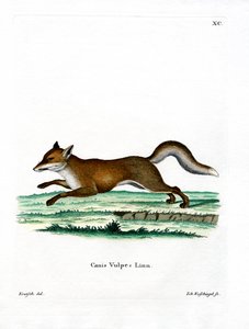 Red Fox (barevné rytí) od German School